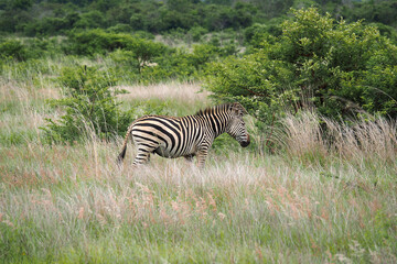 Fototapeta na wymiar Plains Zebra (Equus quagga, formerly Equus burchelli) on the Veld in Zimbabwe