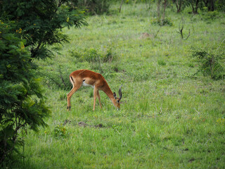 Greater Kudu (Tragelaphus strepsiceros) in the veld in Zimbabwe