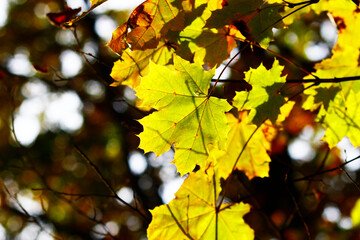autumn maple leaves