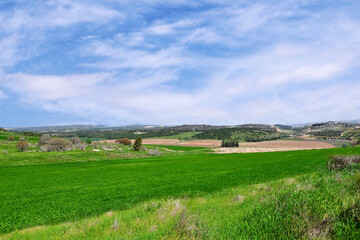 Fototapeta na wymiar Green grain fields in Israel