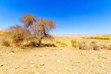 Dry tree and landscape of Makhtesh (crater) Ramon, Negev Desert