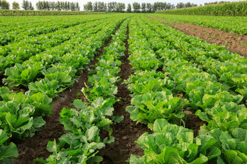 Chinese cabbage crops growing at field - obrazy, fototapety, plakaty