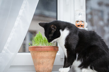 A cat eating sprouted barley (cat grass). A dietary supplement for felines.