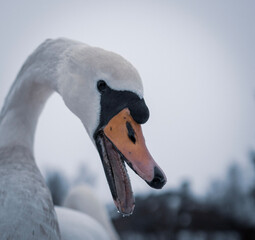 mute swan 