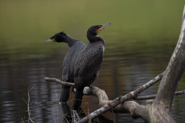Naklejka premium night heron