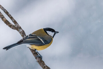 a bird on a branch