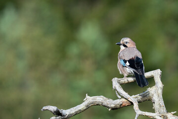 Common jay