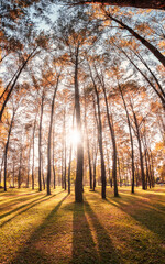 Sunset through the pine trees in autumn forest on conservation area