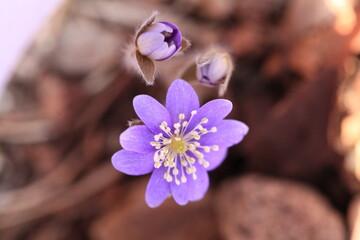 spring crocus flower