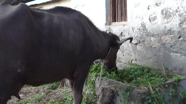 A close up video clip of domestic water buffalo in northern himalayan region in India eating grass.