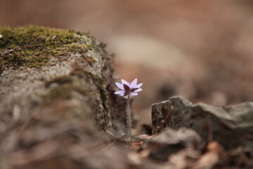 wild flower
