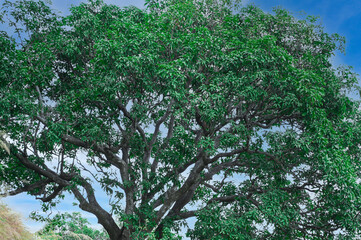 biggest tree in blue sky .