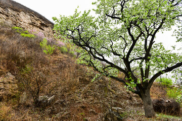 Obraz premium On rainy days, the pear trees in the mountain village are full of white pear flowers