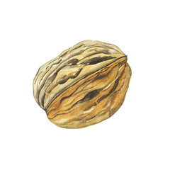 Obraz premium Watercolor walnut seed isolated on a white background. Hand drawing illustration. Perfect for food design, print, sticker.