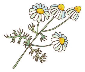 Camomile flower. Natural medical herb. Floral branch