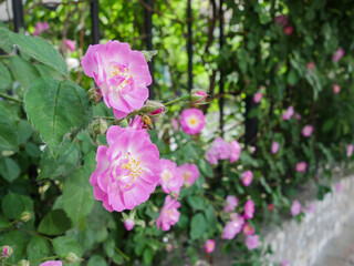 Colorful roses bloom in spring