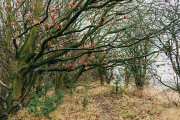 autumn in the forest