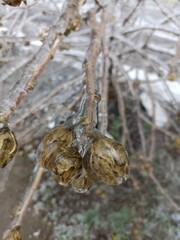 Frozen in the ice tree branches. Frozen tree branch in winter.