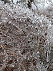 Frozen in the ice tree branches. Frozen tree branch in winter.