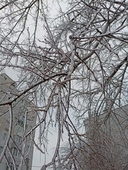 Frozen in the ice tree branches. Frozen tree branch in winter.