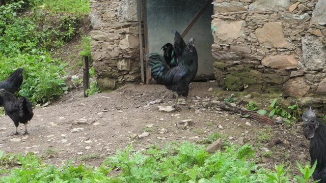 Kadaknath, also called Kali Masi, is an Indian breed of chicken. They originated from Dhar and Jhabua, Madhya Pradesh. There are three varieties: jet black, golden and pencilled.