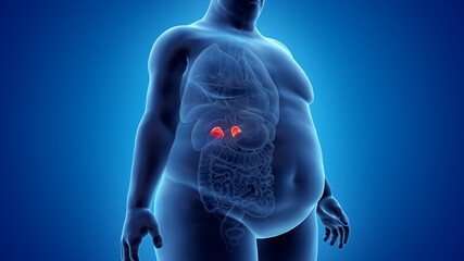3d rendered illustration of an obese mans adrenal glands - obrazy, fototapety, plakaty