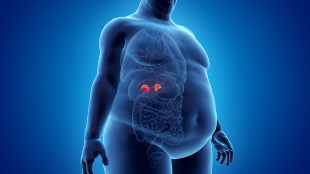 3d rendered illustration of an obese mans adrenal glands