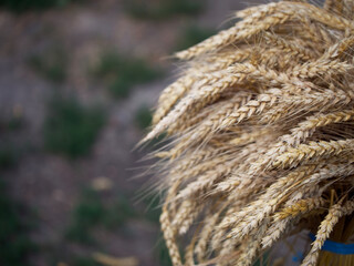 Ears of ripe wheat taken in close-up. Space for the text.