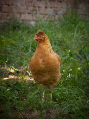 A small orange, crested chicken. Chicken in nature.
