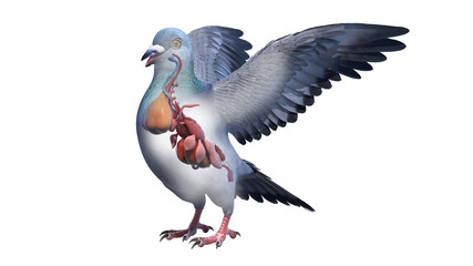 3d rendered illustration of a pigeons anatomy - the organs