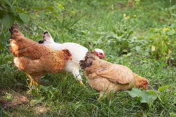 Three chickens among the plants. Free grazing of poultry.