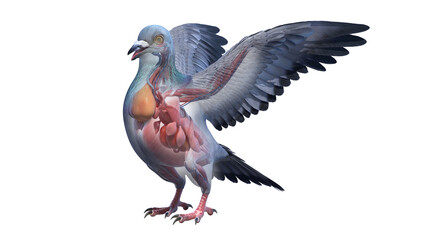 3d rendered illustration of a pigeons anatomy