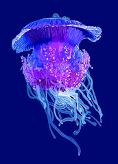 Blue and purple jellyfish, dangerous, beautiful, art.illustration, vector