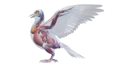 3d rendered illustration of a pigeons anatomy