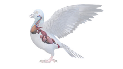 3d rendered illustration of a pigeons anatomy - the organs