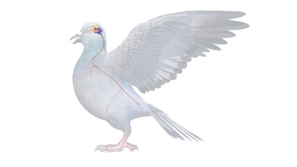 3d rendered illustration of a pigeons anatomy - the nervous system