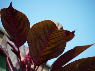 The leaves of the amaranth plant against the background of a clear blue sky.