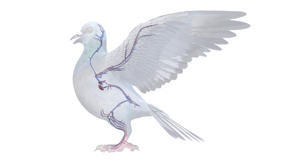3d rendered illustration of a pigeons anatomy - the vascular system