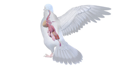 3d rendered illustration of a pigeons anatomy - the organs