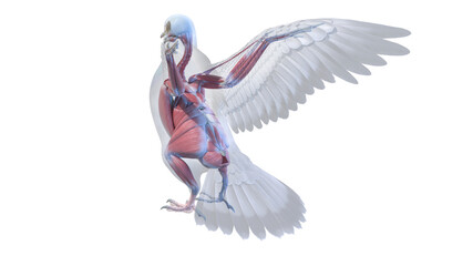 3d rendered illustration of a pigeons anatomy - the muscle system