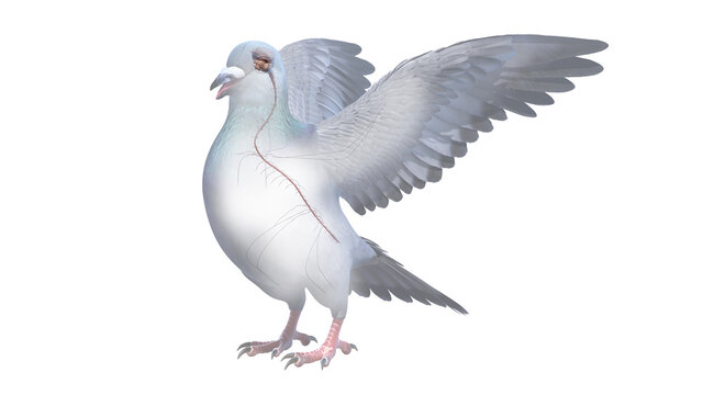 3d rendered illustration of a pigeons anatomy - the nervous system