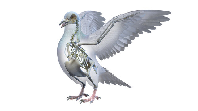 3d rendered illustration of a pigeons anatomy - the skeleton