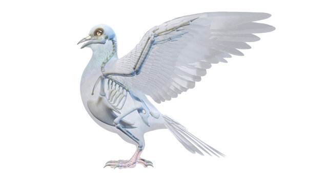3d rendered illustration of a pigeons anatomy - the skeleton