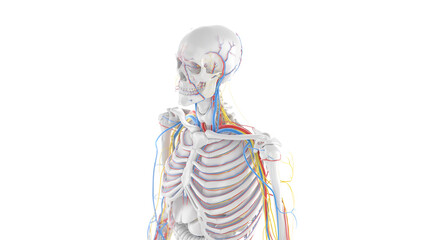 3d rendered illustration of the upper body anatomy