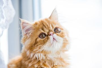 Lovely small red persian kitten on white window background