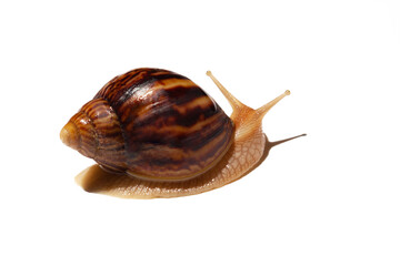 Giant African snail Achatina on white background. Achatina snail baby close up. Tropical snail Achatina fulica with shell.
