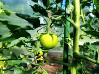 Green tomato growing in a sunny garden.