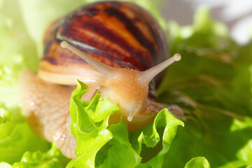 Giant tropical brown snail Achatina eating green lettuce over white background. Baby Snail akhatina with a shell macro photography. Close-up of a mollusk.