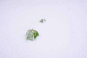 葉と雪