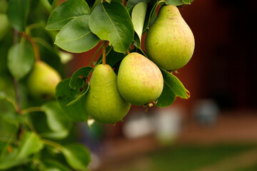 Fruit pears on a tree branch